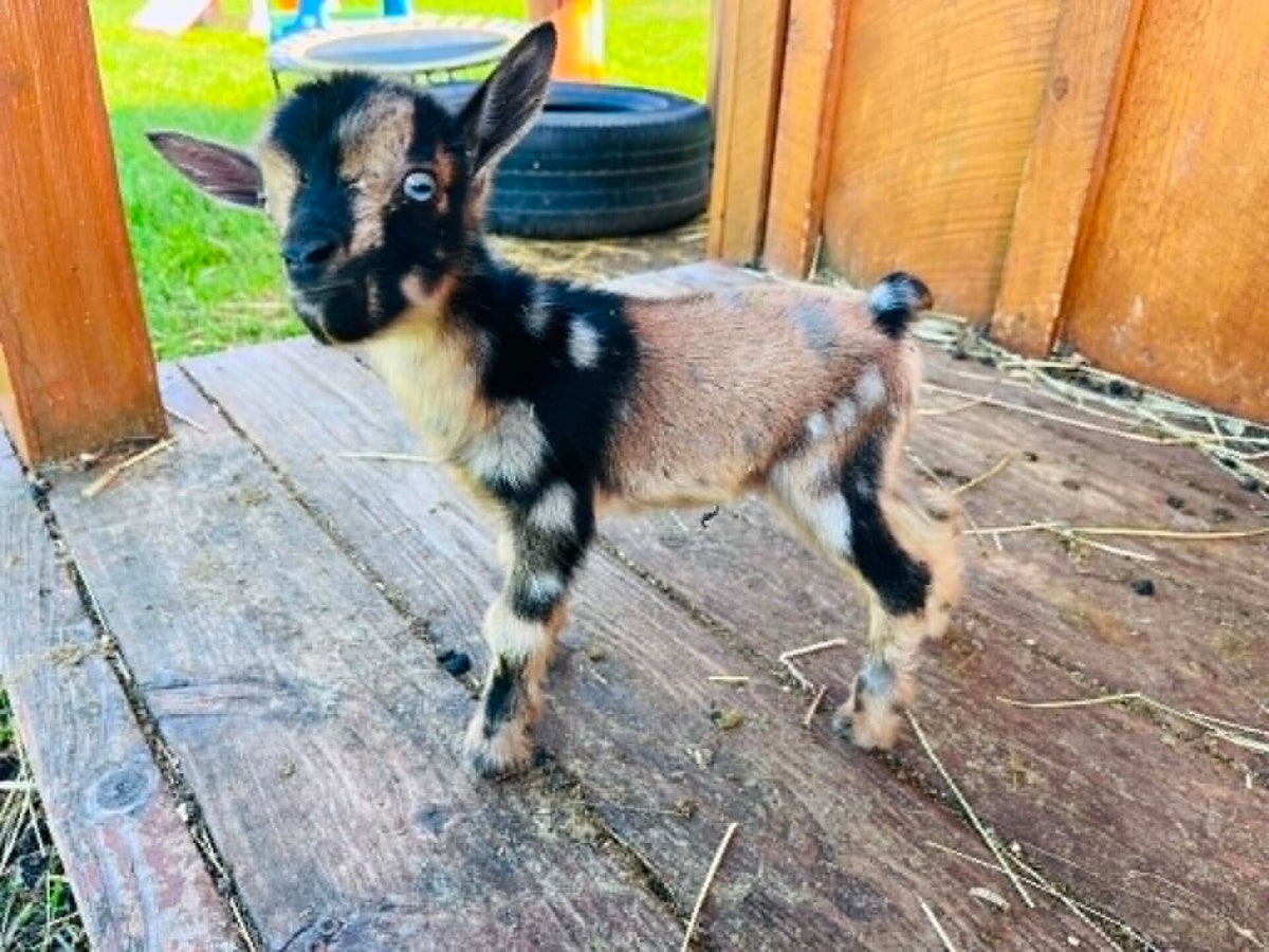 Goat Kids | Outback Miniatures