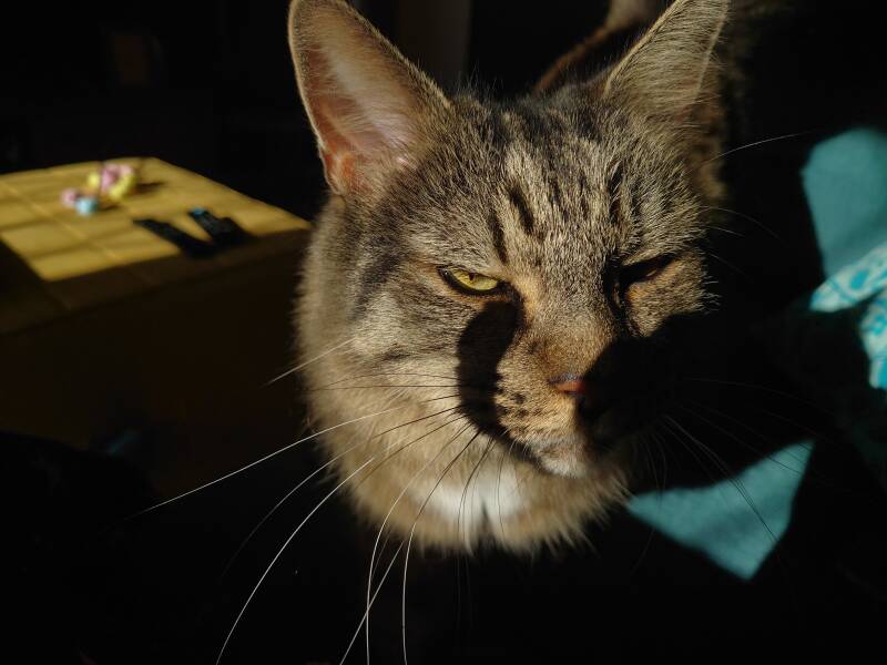 Stunning Gilbert