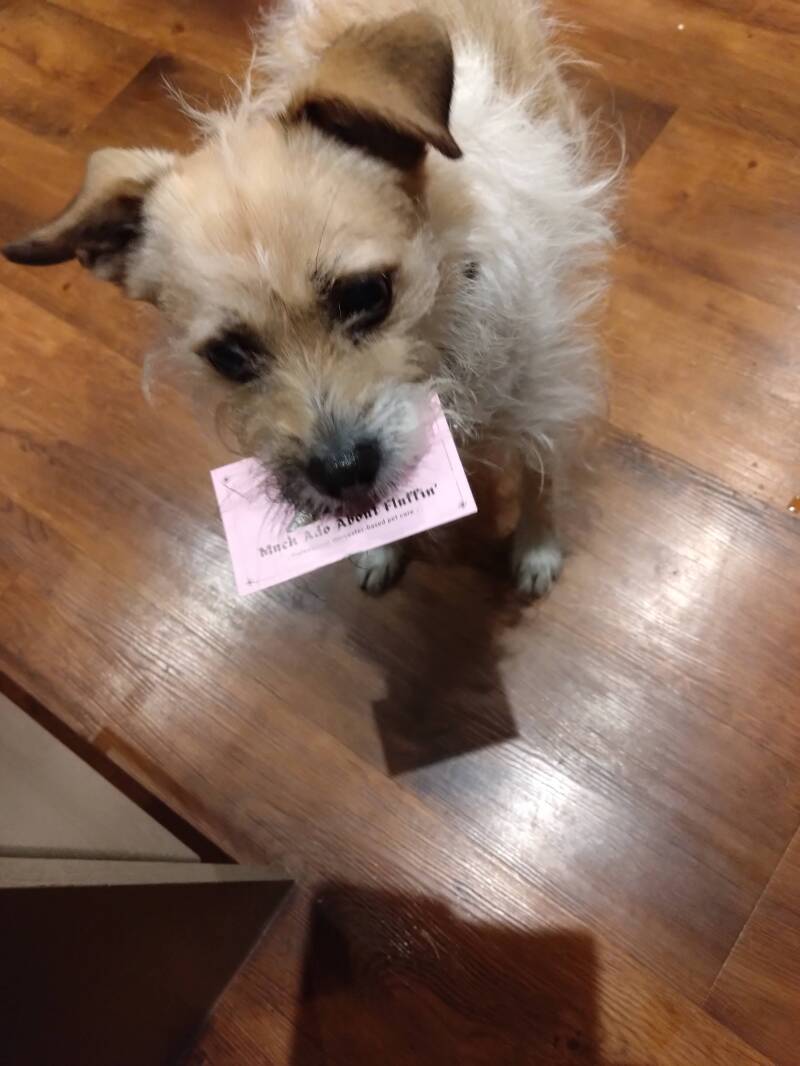 Winnie approves of my services