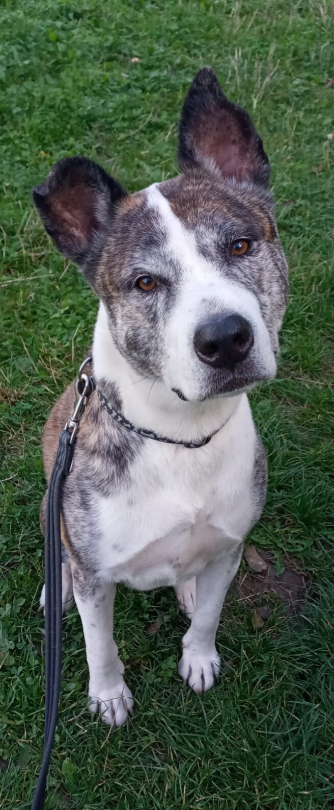 healthy dog with collar and leash looking at camera while sitting on grass