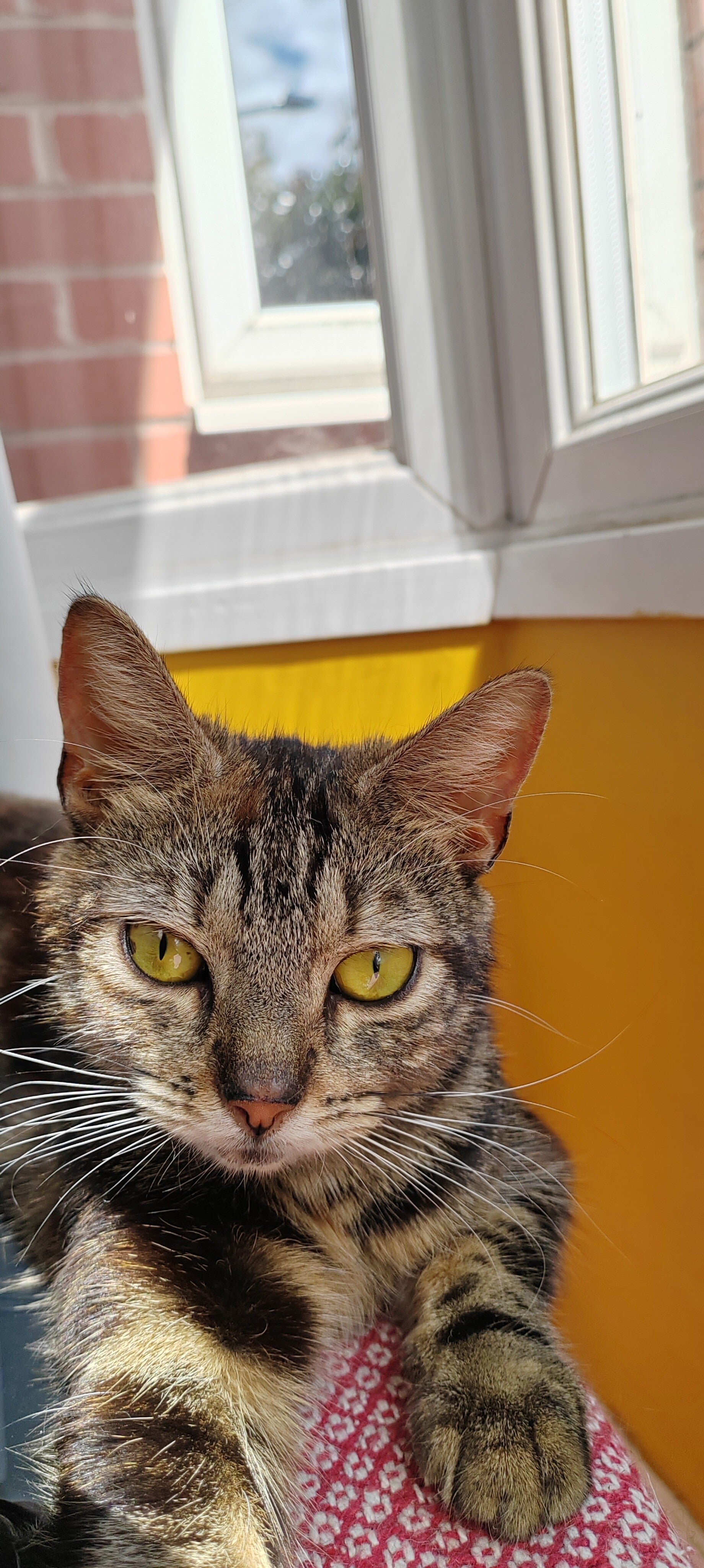 indoor cat with pronounced whiskers staring at camera while basking in a sunbeam. bright, warm background
