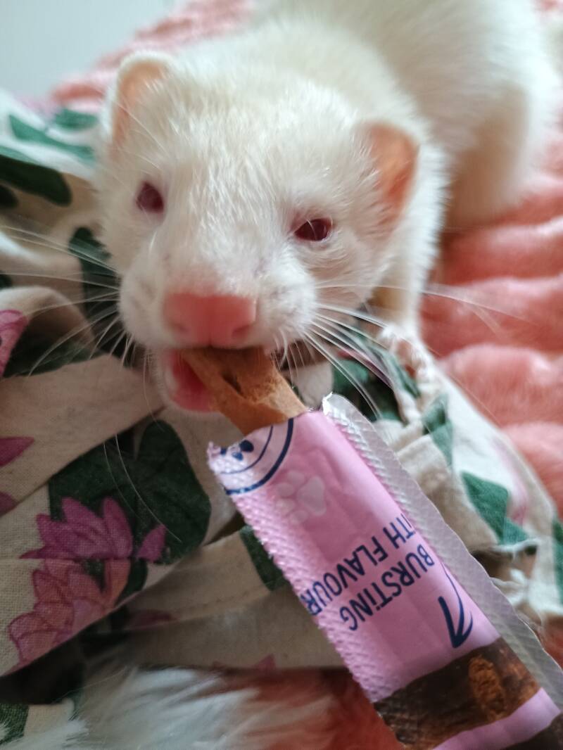 Tallulah!