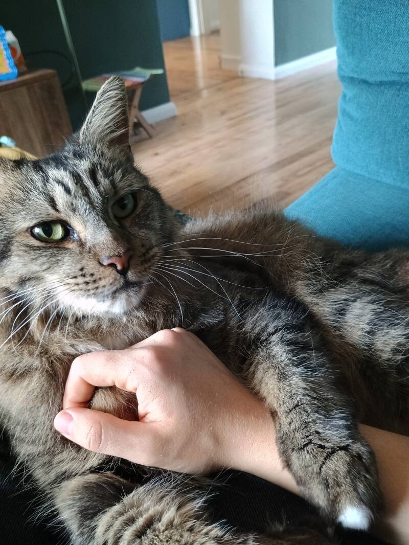 Gilbert the lapcat!