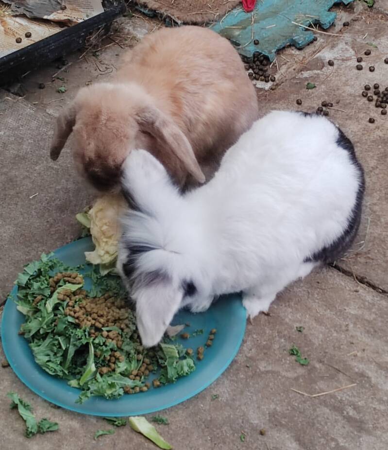 The bunnies, Molly and Joy!