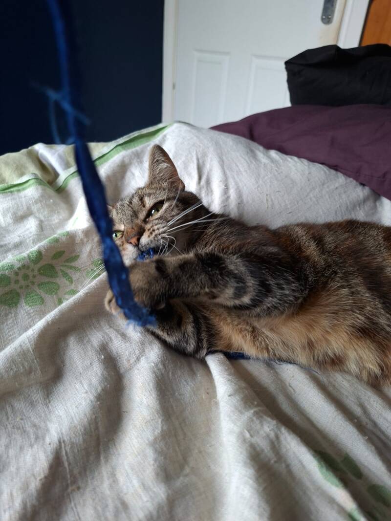Jellybean being.... herself