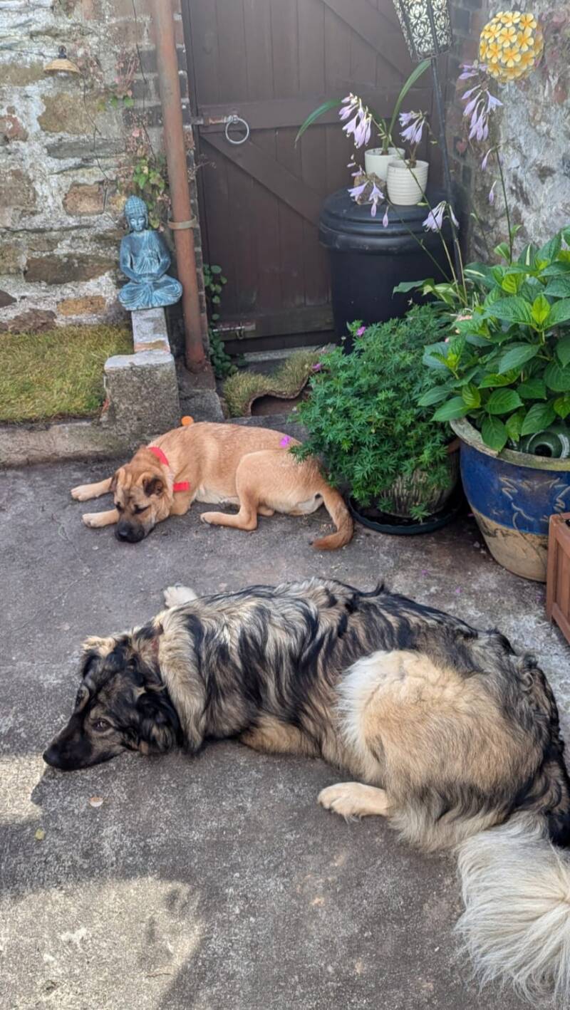 Stella and Twinkle