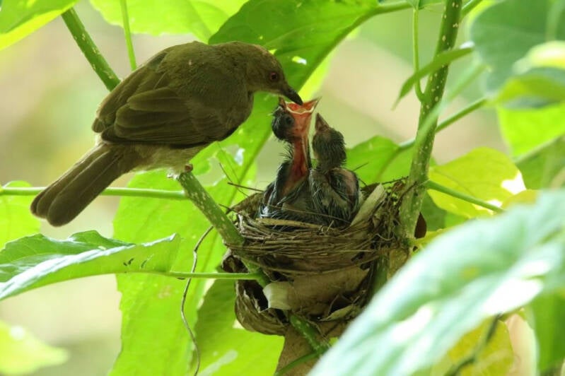 Urkunde, Vogelkinder von Agnes Loose