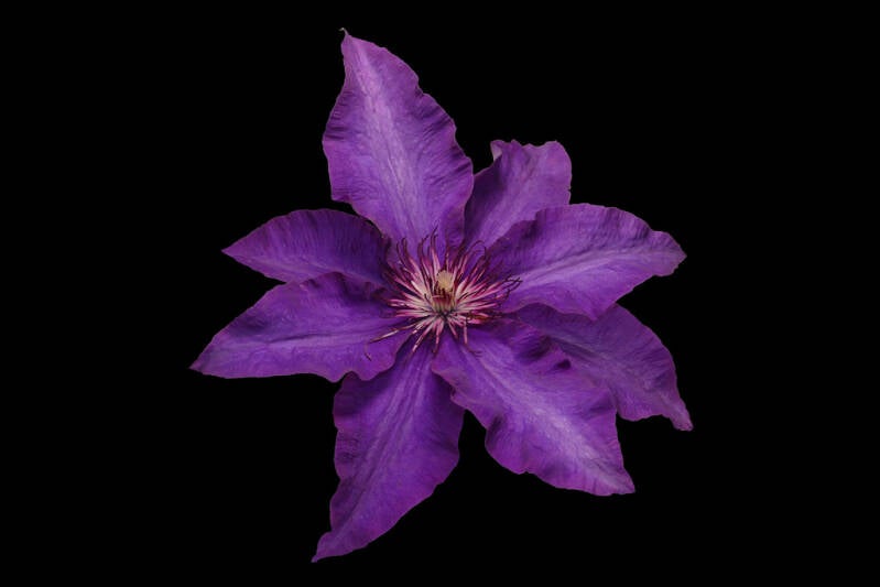 Urkunde, Clematis, Owen Rittinger 