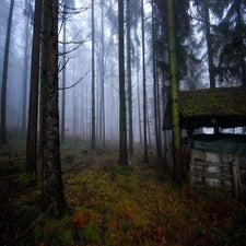 herbstwald-standard-omyoy2.jpg