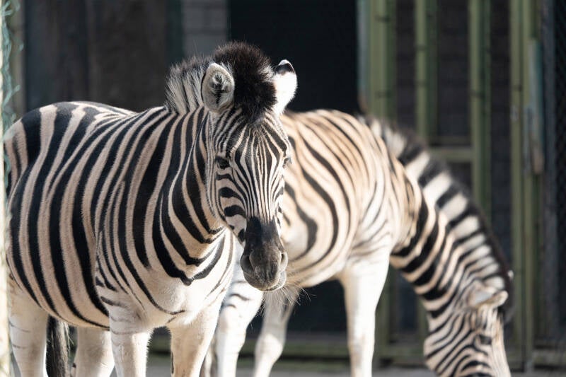 Zebras im Zoo