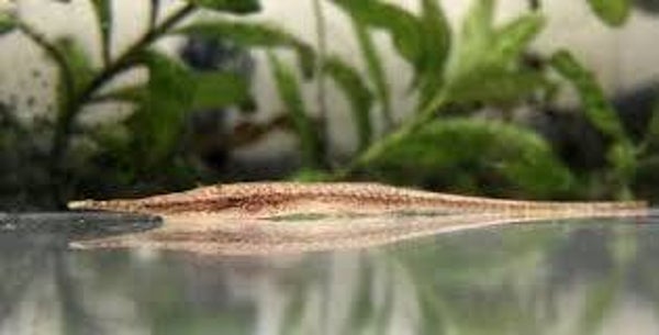 Acestridium colombiensis