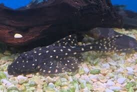 Tarczobok żaglopłetwy (Acanthicus adonis)