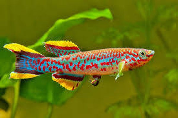 Proporczykowiec Gardnera