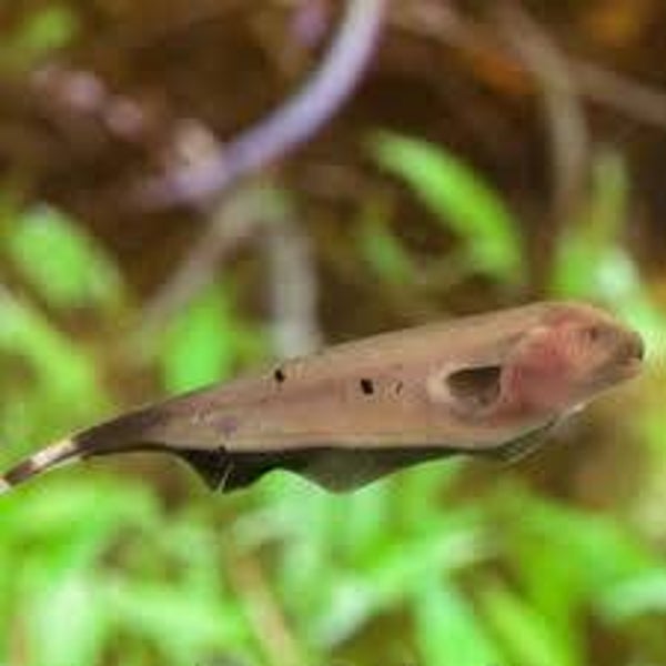 NOŻOWIEC DUCH ZŁOTY