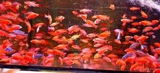 aulonocara fire fish