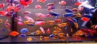 aulonocara xl 7,5-10 cm