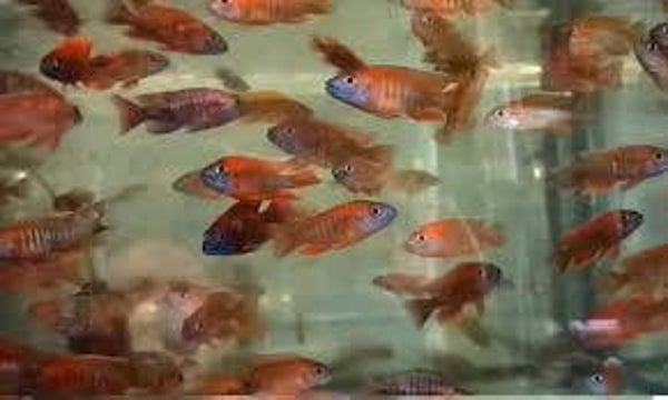 aulonocara jacobfreibergi eureka