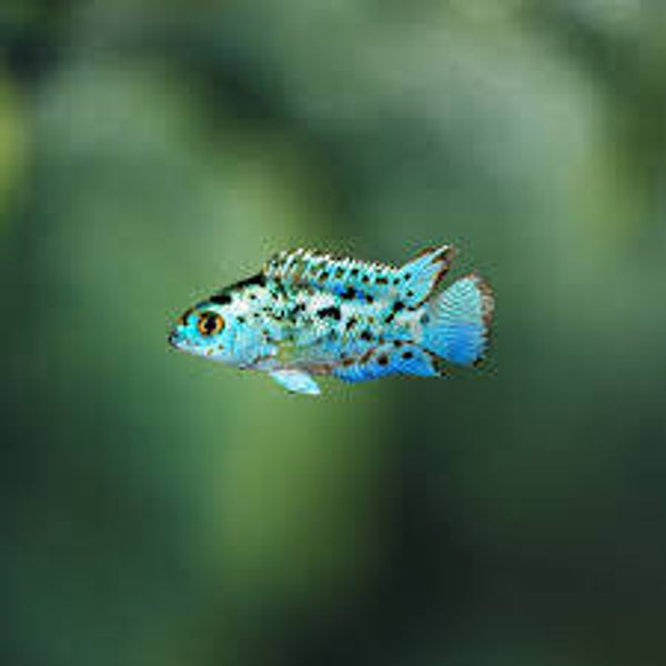 PIELĘGNICA BLUE DEMPSEY