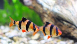 BRZANKA SUMATRZAŃSKA