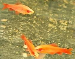 BRZANKA TITEYA ALBINO