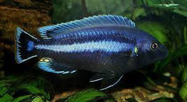 Melanochromis chipokae