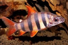 Distichodus  sexfasciatus