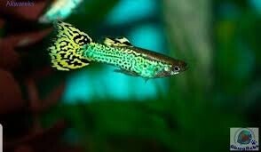 GUPIK ENDLERI GREEN COBRA