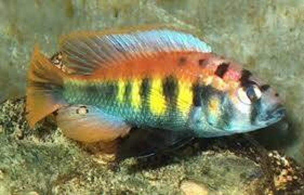 Haplochromis nyererei
