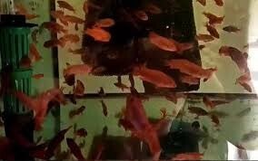 Iodotropheus sprengarae