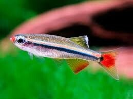 Kardynałek chiński