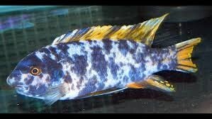 Labeotropheus marmalade cat