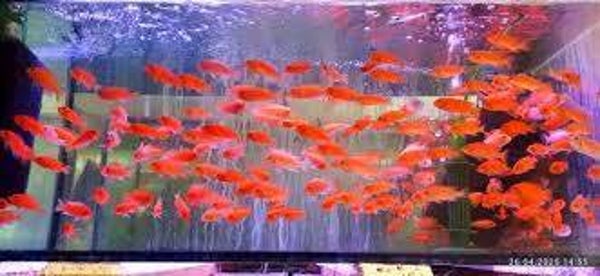 Metriaclima  estherae red-red