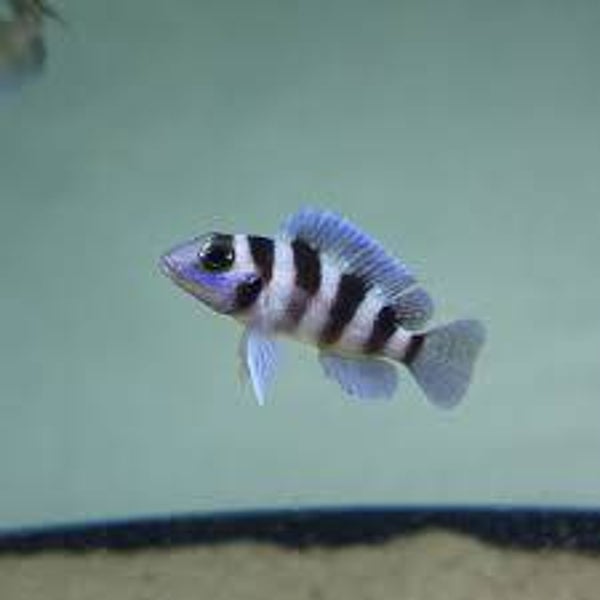 Neolamprologus tretocephalus