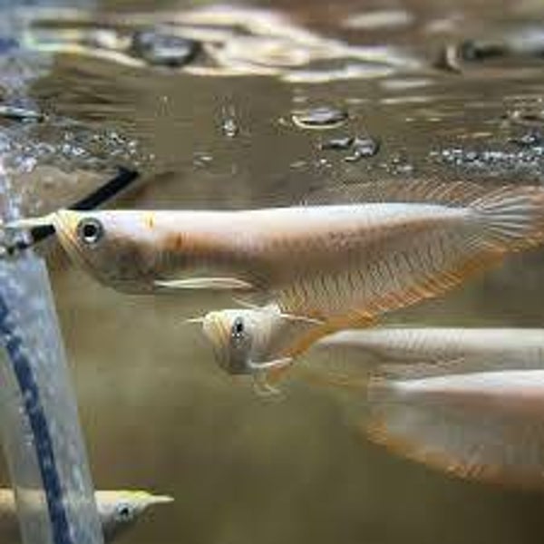 Arowana   albino
