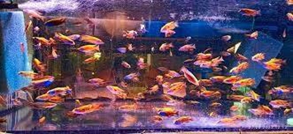 otopharynx  sulphur head