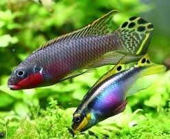 barwniak szmaragdowy nigeria red