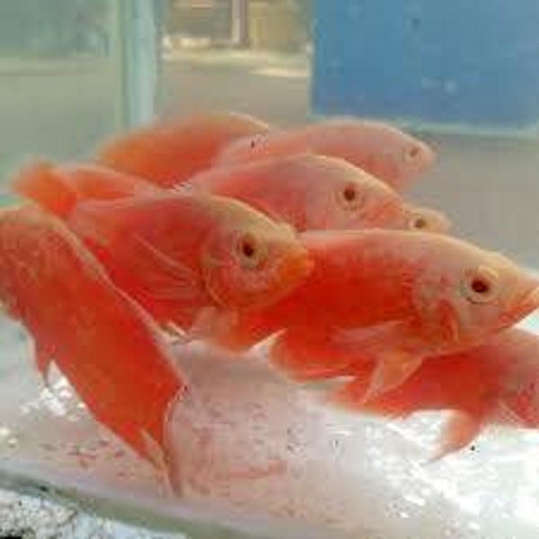 PIELĘGNICA OSCAR CHILLI RED