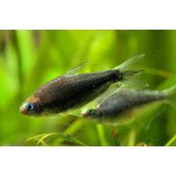 TETRA CESARSKA CZARNA