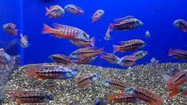 protomelas taeniolatus red empress