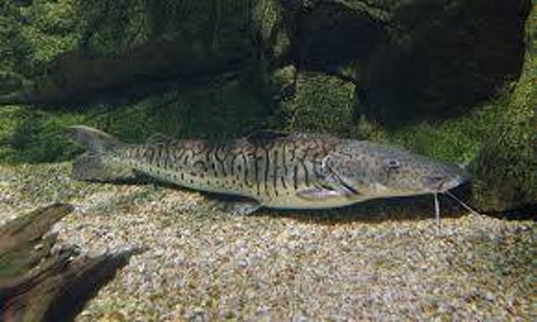 Pseudoplatystoma fasciatum