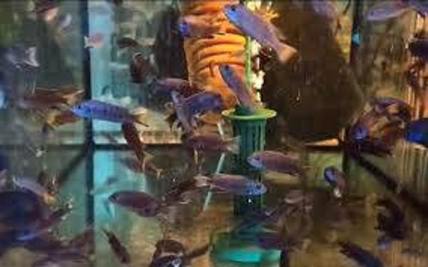 Pseudotropheus acei itungi