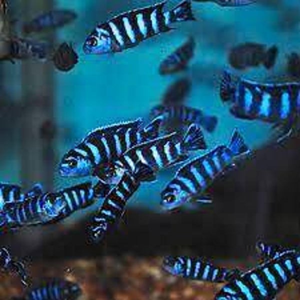 Pseudotropheus  demasoni