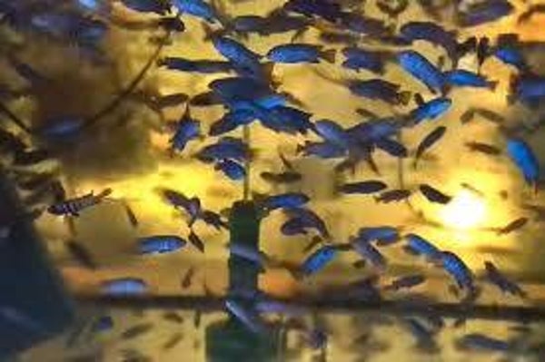 pseudotropheus mpanga