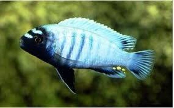 Pseudotropheus polit