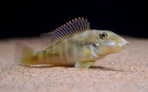 RETROCLUS LAPIDIFER 7CM