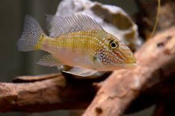 ZIEMIOJAD SATANOPERCA LEUCOSTICA