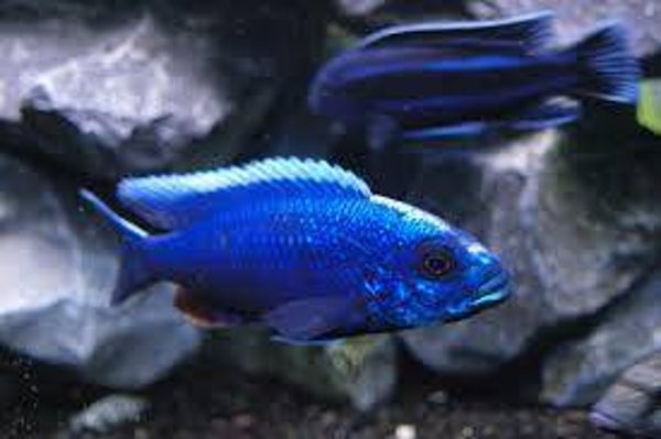 Sciaenochromis fryeri
