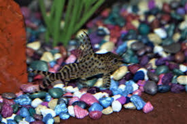 Opaczek Eupterus (Synodontis eupterus)