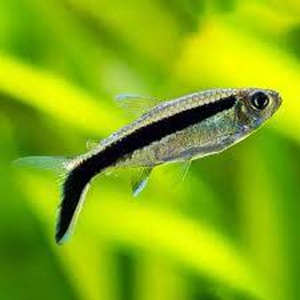 Hokejówka amazońska