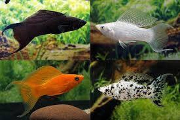 MOLINEZJA ZAGLOPLETWA